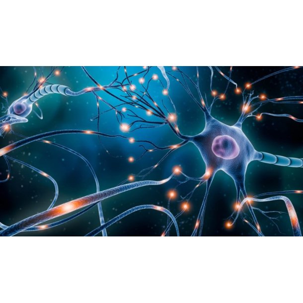 SE N�glen til neurologien, Rom , Italien 1.-6.11 2027 (mandag-l�rdag)